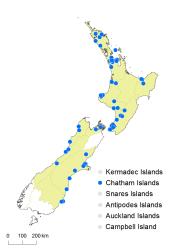 Cardamine flexuosa distribution map based on databased records at AK, CHR, OTA & WELT.
 Image: K.Boardman © Landcare Research 2018 CC BY 4.0